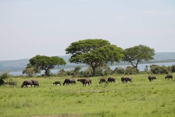 3-Day Private Safari of Murchison Falls National Park - Five reasons this safari earns a place on your Uganda plan