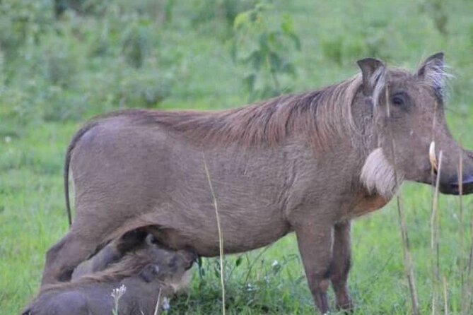 3-Day Private Safari of Murchison Falls National Park - Walking above Murchison Falls