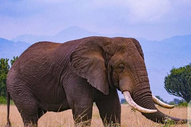 3-Day Private Safari of Murchison Falls National Park - What the $1,500 price really buys