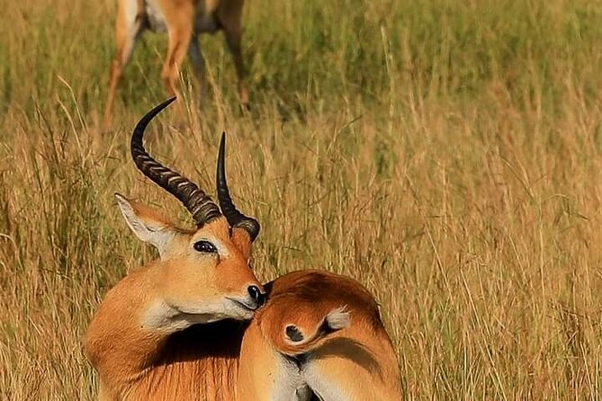 3-Day Private Safari of Murchison Falls National Park - Wildlife, birds, and the character of the park