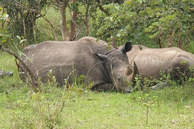 3-Day Private Safari of Murchison Falls National Park - The Nile boat safari to the base of the falls
