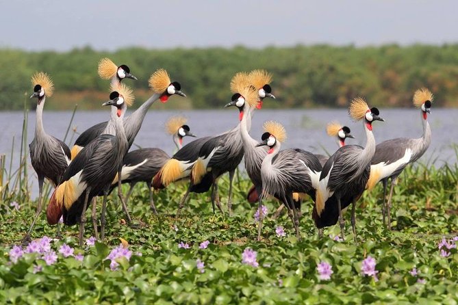 3 Day Private safari to Murchison Falls National Park with Big Five Experience - The thunder of Murchison Falls from top to bottom