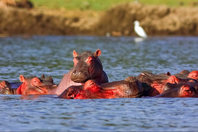 3 Day Private safari to Murchison Falls National Park with Big Five Experience - Day 2: A full wildlife day in Murchison Falls