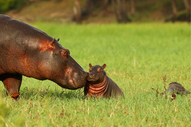 3 Day Private safari to Murchison Falls National Park with Big Five Experience - Who will enjoy this trip most