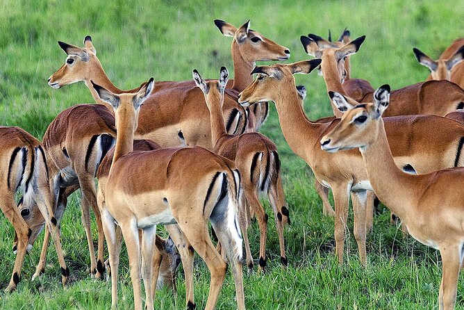 3 Day Private safari to Murchison Falls National Park with Big Five Experience - Booking details and cancellation terms