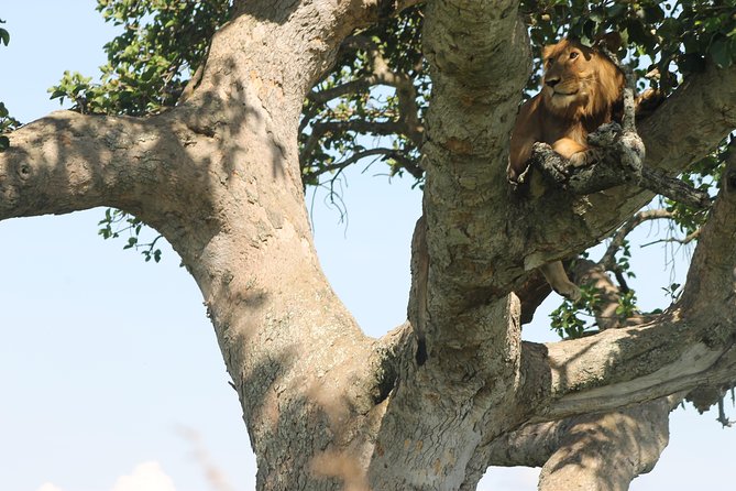3-Day Queen Elizabeth and Chimpanzees-Join a Group! - Why this short Uganda safari works
