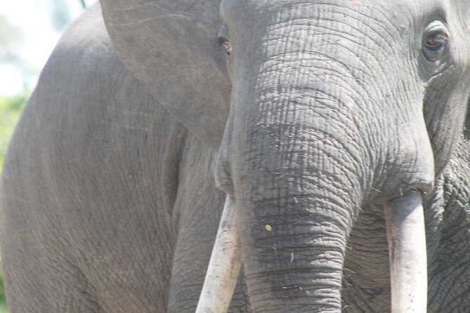 3-Day Queen Elizabeth and Chimpanzees-Join a Group! - Day two: Queen Elizabeth’s game drives and Kazinga Channel