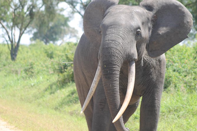 3-Day Queen Elizabeth and Chimpanzees-Join a Group! - What to pack for these three days