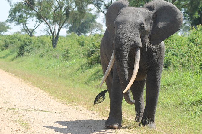 3-Day Queen Elizabeth and Chimpanzees-Join a Group! - Who should book this safari