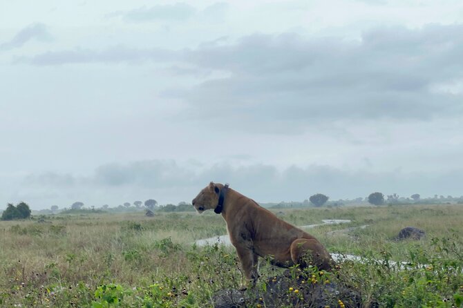 3 Day Queen Elizabeth National Park Budget Tour - What $1,400 buys you on this Uganda safari