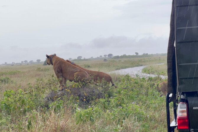 3 Day Queen Elizabeth National Park Budget Tour - Day two: Kasenyi Plains and the wildlife search