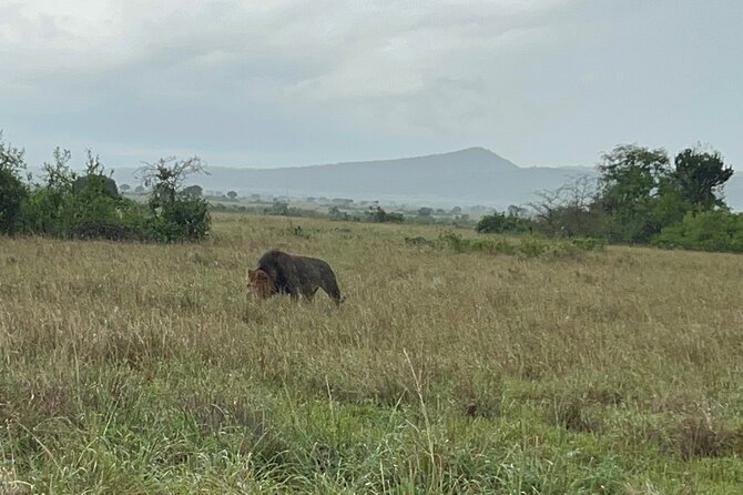 3 Day Queen Elizabeth National Park Budget Tour - The Kazinga Channel cruise and its two hours on the water