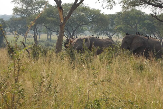 3-Day Queen Elizabeth safari - The long westbound journey from Kampala