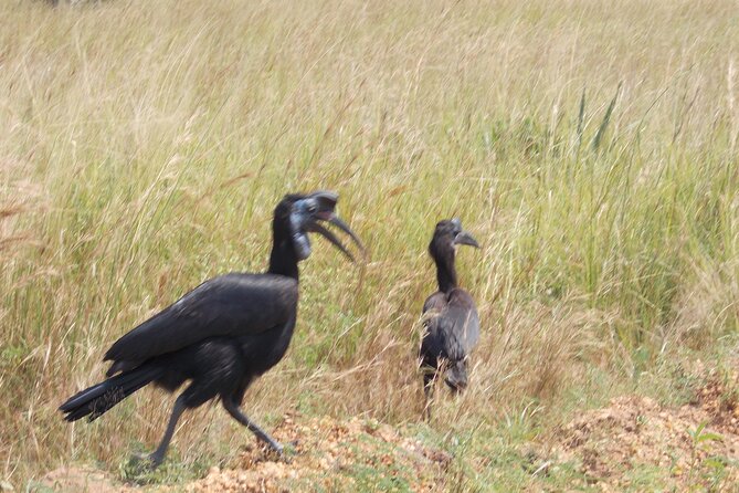 3-Day Queen Elizabeth safari - The Kazinga Channel cruise changes the view