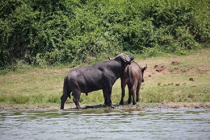 3-Day Safari in Queen Elizabeth National Park Uganda from Kampala - Day 2: Kasenyi trail and the Kazinga Channel