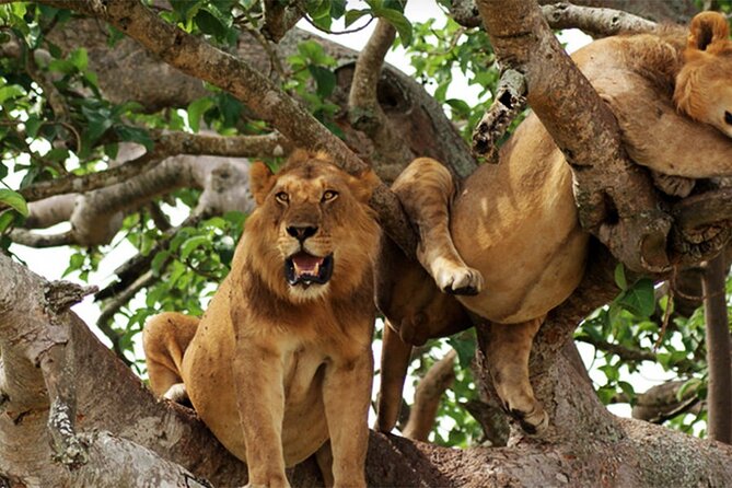 3-Day Safari in Queen Elizabeth National Park Uganda from Kampala - Day 3: Returning to Kampala with one optional stop