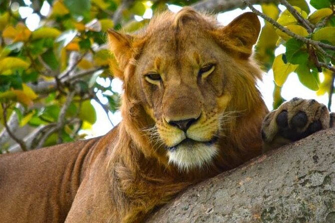 3-Day Safari in Queen Elizabeth National Park Uganda from Kampala - Who will enjoy this safari most