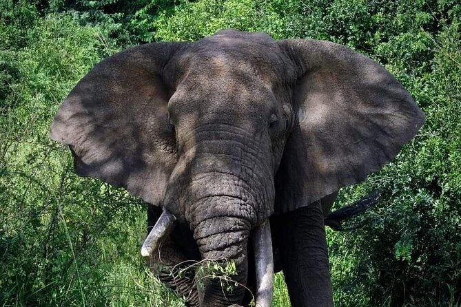 3-Day Tour in Murchison Falls Safari & Rhino Tracking - Key points to know before booking
