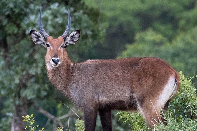 3-Day Tour in Murchison Falls Safari & Rhino Tracking - What the guides add to the experience