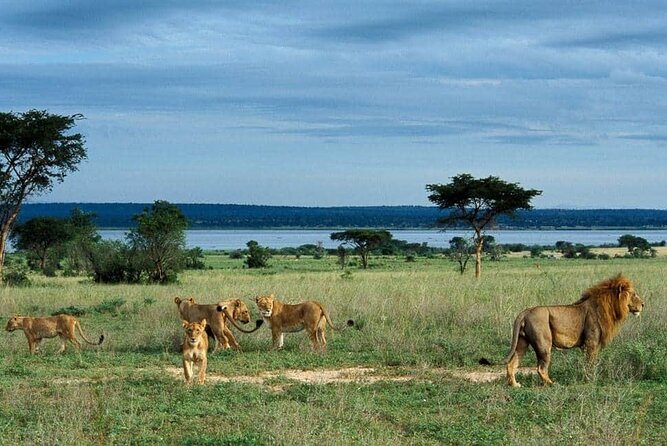 3-Day Tour in Murchison Falls Safari & Rhino Tracking - Is the $890 price good value?