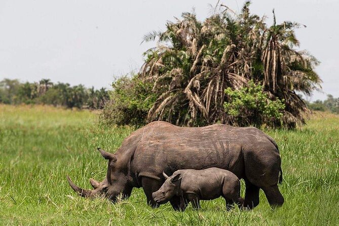 3-Day Tour in Murchison Falls Safari & Rhino Tracking - Day 2: Game viewing on the northern bank