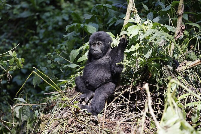3 Day Uganda Gorilla Trekking and Batwa Pygmies Experience - The Batwa experience needs a clear answer
