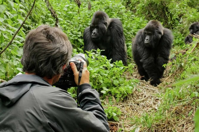 3 Day Uganda Gorilla Trekking and Batwa Pygmies Experience - Day three: returning to Entebbe or Kampala