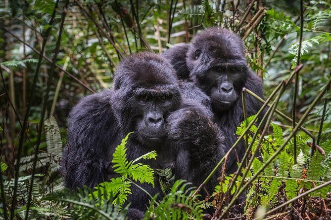 3-Day Uganda Gorilla Trekking Safari - Why Bwindi makes this three-day safari special