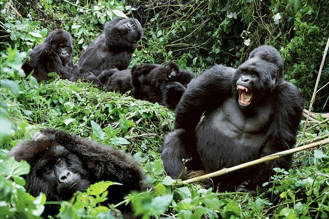 3-Day Uganda Gorilla Trekking Safari - The four trekking sectors and why the permit matters