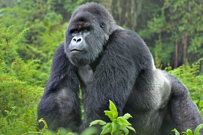 3-Day Uganda Gorilla Trekking Safari - Day 3: Returning to Entebbe and repeating the Equator stop