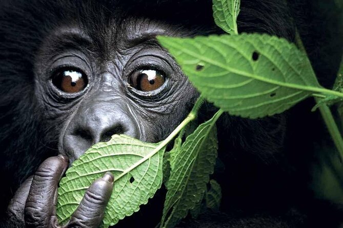 3-Day Uganda Gorilla Trekking Safari - Fitness, clothing, and the realities of the trek