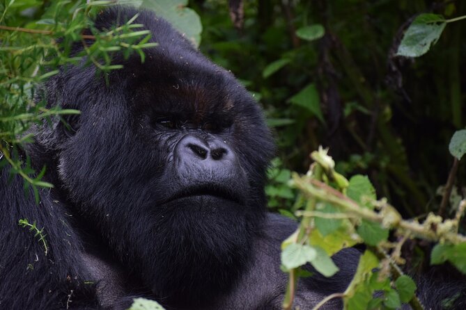 3-Day Uganda Gorilla Trekking Safari - Day 2: The 7:30 a.m. briefing and the forest walk