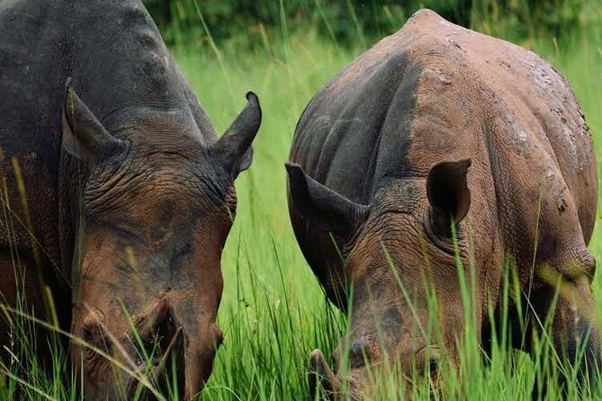 3-Day Ultimate Big Five Safari - Murchison Falls & Rhinos - What this three-day Uganda safari is really offering