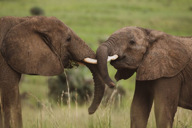 3-Day Ultimate Big Five Safari - Murchison Falls & Rhinos - The Victoria Nile cruise: hippos, crocodiles, and birds