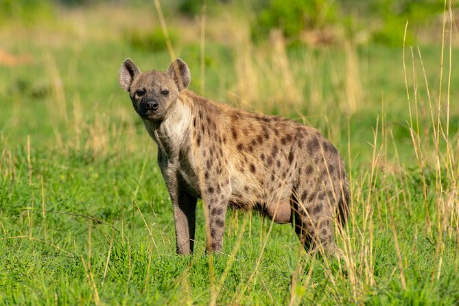 3-Day Ultimate Big Five Safari - Murchison Falls & Rhinos - Day three: one more wildlife chance, then Kampala