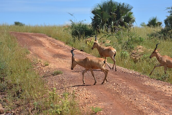 3-Day Ultimate Big Five Safari - Murchison Falls & Rhinos - Meals, lodging, and what the price covers