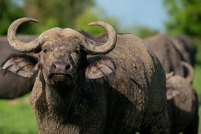 3-Day Ultimate Big Five Safari - Murchison Falls & Rhinos - Who will get the most from this trip