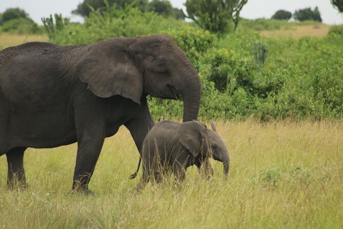3-Day Ultimate Big Five Safari - Murchison Falls & Rhinos - Practical advice before you book