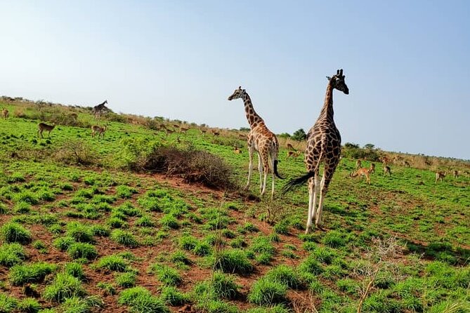 3 Days 2 Nights, Murchison Falls And Wildlife Safari - Lodging and meals: useful details to confirm