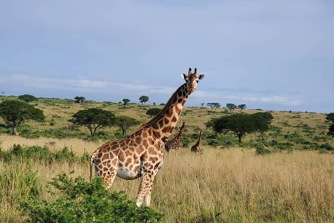 3 Days 2 Nights, Murchison Falls And Wildlife Safari - Who will enjoy this safari most