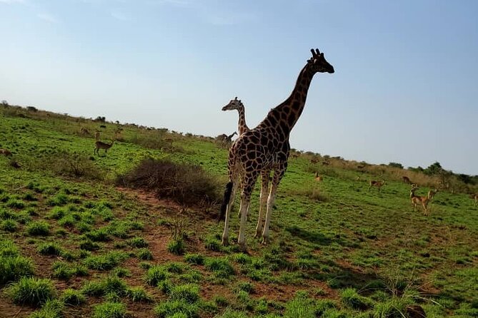 3 Days 2 Nights, Murchison Falls And Wildlife Safari - Day 1: leaving Kampala for Tangi Gate