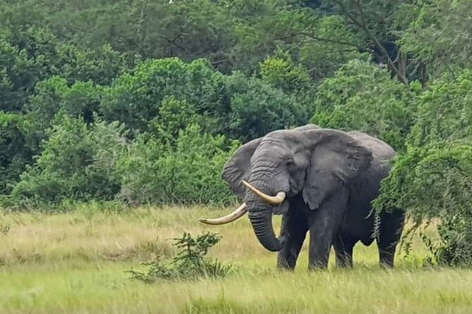 3 Days Best of Queen Elizabeth National Park Wildlife Tour - Key points to know before booking