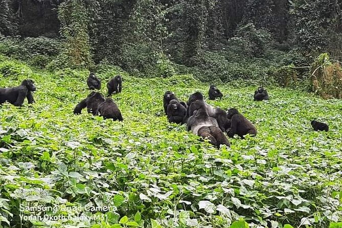 3 Days Best of Queen Elizabeth National Park Wildlife Tour - Day 2: An early game drive along Kasenyi Trail