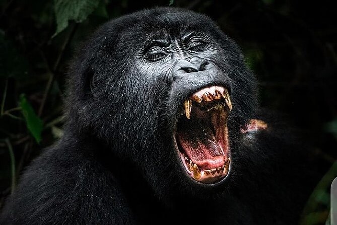 3 Days Best of Queen Elizabeth National Park Wildlife Tour - Day 3: Kyambura Gorge and the search for chimpanzees