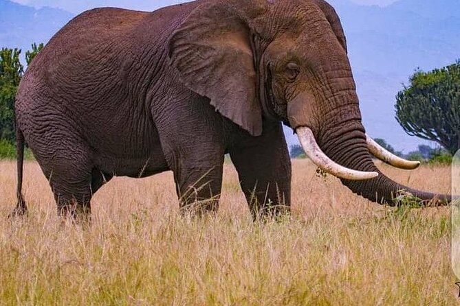 3 Days Best of Queen Elizabeth National Park Wildlife Tour - Private transport, meals, and what the price really covers