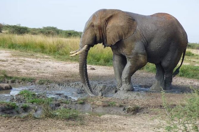 3 Days Best of Queen Elizabeth National Park Wildlife Tour - Day 1: The Equator stop and the long road west