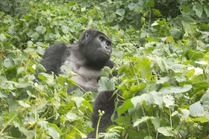 3 Days Bwindi Gorilla Trekking tour - Lake Bunyonyi after the forest