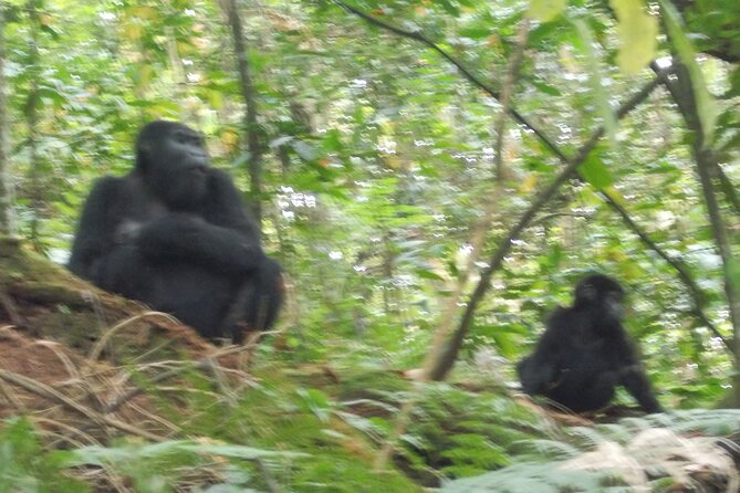3 Days Bwindi Gorilla Trekking tour - Day three: the long return toward Kampala and Entebbe