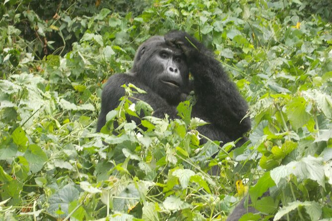 3 Days Bwindi Gorilla Trekking tour - What to pack and how to prepare