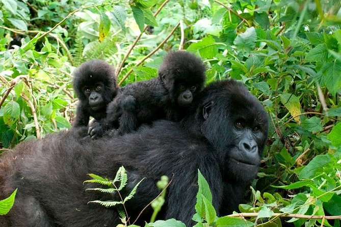 3 Days Bwindi Gorilla Trekking tour - Day one: from Kampala to the Equator and Bwindi